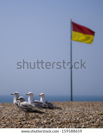 Gulls in Brighton