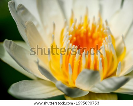 Close up of high angle view of water lily flower and leaves outdoor.
