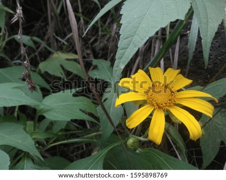 original flower picture, beautiful natural flower and leaf on tpo stone 