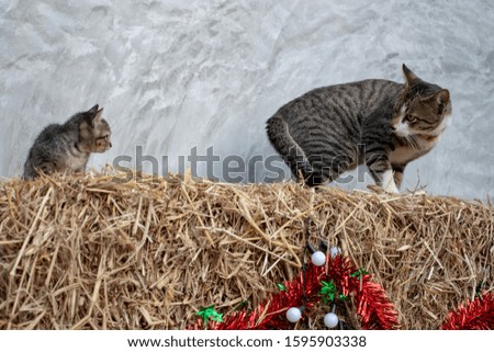 The striped cat and kitten on the straw bales, portrait of Thai cat 