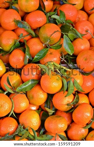 freshly picked tangerines 