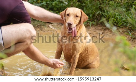 A dog suffering from heat stroke with her tongue out, was helped by a human being who splashed water in a puddle on to her to cool her down Royalty-Free Stock Photo #1595913247