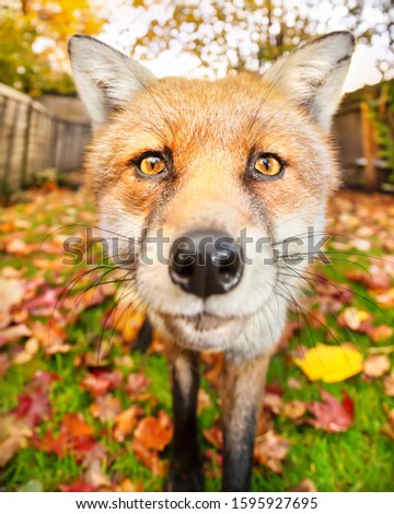 Close up of a red fox (Vulpes vulpes) in autumn, UK.