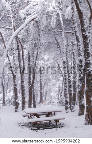 Winter forest covered with snow. New Year`s landscape. Fabulous trees in snowdrifts. Dramatic wintry scene. İstanbul Turkey