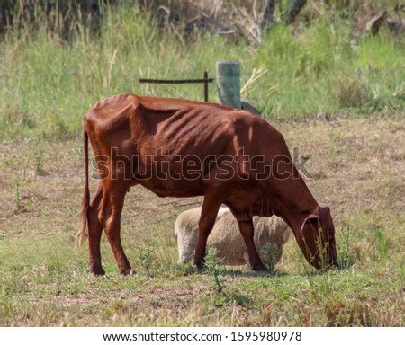 A photograph of an underweight cow grazing on a property in Brisbane, Australia. 