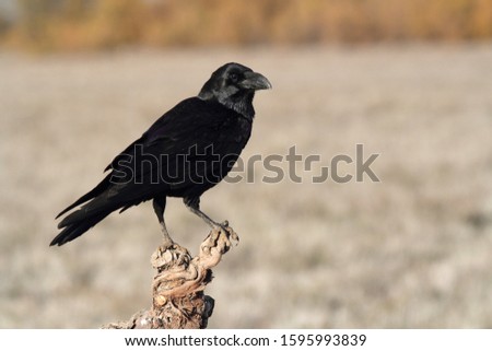 Common raven with the first lights of the morning, birds