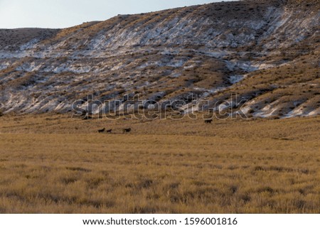 Landscape in the steppes of Kazakhstan with horses. Hills with white cliffs and fields with dry grass against the Rock. Desert in Mangistau.