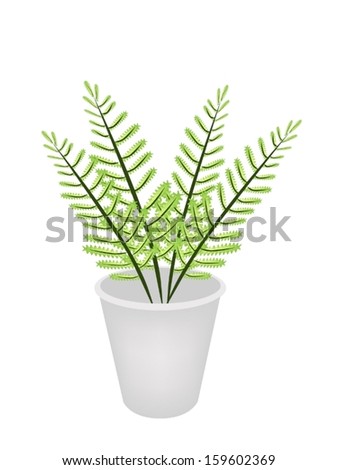 Ecological Concept, An Illustration of Green Fern and Fern Leaves in Flowerpot Isolated on White Background for Garden Decoration. 