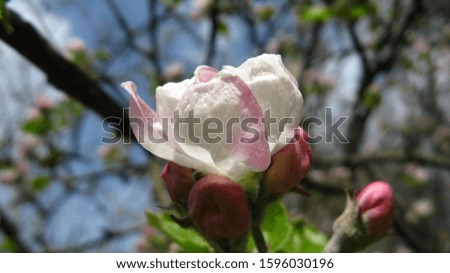Delicate apple tree flower in the garden