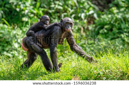 Bonobo Cub on the mother's back. Green natural background. The Bonobo , called the pygmy chimpanzee. Scientific name: Pan paniscus. Congo. Africa