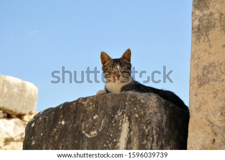 Cute street cat kitty seats and squint with big ears on accient ruins at sunny weather with clear blue sky