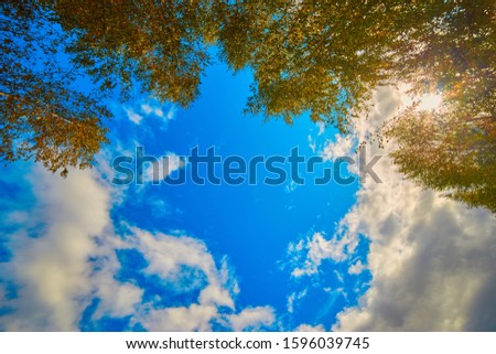 The canopy of tall trees framing a clear blue sky, with the sun shining through Royalty-Free Stock Photo #1596039745