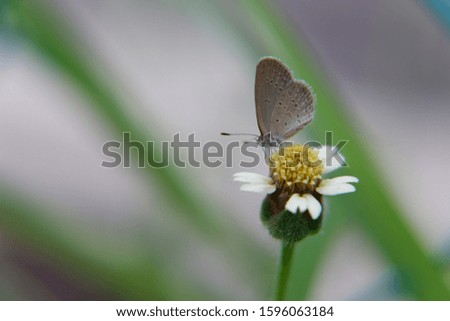 insect in macro focus with green background 