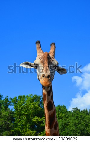 Beautiful detail of a head of giraffe taken with green trees and blue sky in the background. Giraffe is a cute animal typical for its long neck making from it the tallest living terrestrial animal.