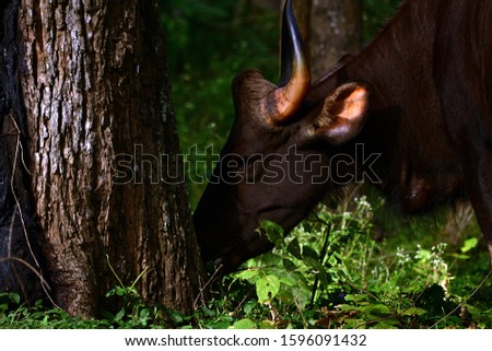 Mighty Wild Bison Eating in the forest Side Closeup