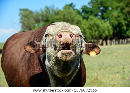 Bull moaning in Argentine countryside, La Pampa, Argentina Royalty-Free Stock Photo #1596092365