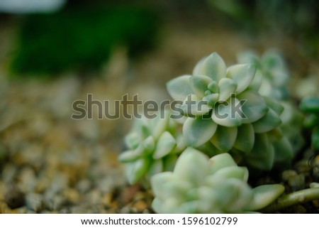 Top view on thorn cactus. Cactus toned in trendy colors. Macro,  Brown stone background .