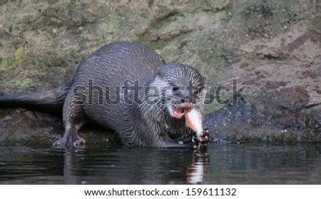 otter Asian small-clawed eating fish edge of water on rock