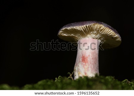 photos of naturally growing fungi