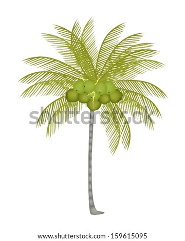 Ecological Concept, An Illustration of Beautiful Fresh Coconuts with Tropical Palm Tree and Coconut Fruit 