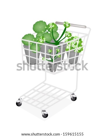 Ecological Concept, A Shopping Cart Full with Asiatic Pennywort or Hydrocotyle Umbellata Plant in Flowerpot Isolated on White Background for Garden Decoration. 