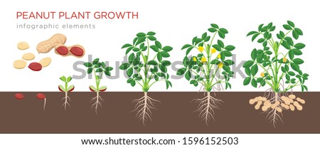 Peanut growing stages vector illustration in flat design. Planting process of groundnut plant. Peanut growth from seed to flowering and fruit-bearing plant isolated on white background. Ripe peanuts. Royalty-Free Stock Photo #1596152503