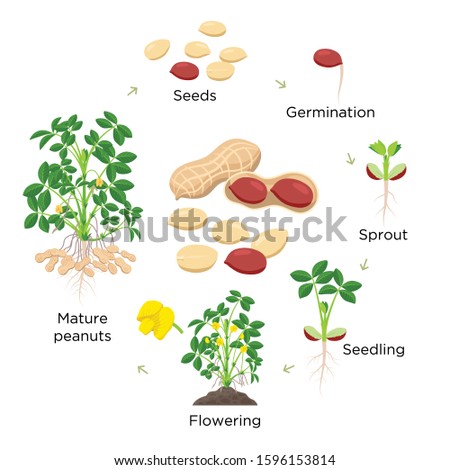 Peanut growth stages vector illustration in flat design. Planting process of groundnut plant. Peanut life cycle from seed to flowering and fruit-bearing plant isolated on white background. Royalty-Free Stock Photo #1596153814