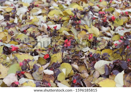 Red flowers peek out of fallen autumn leaves