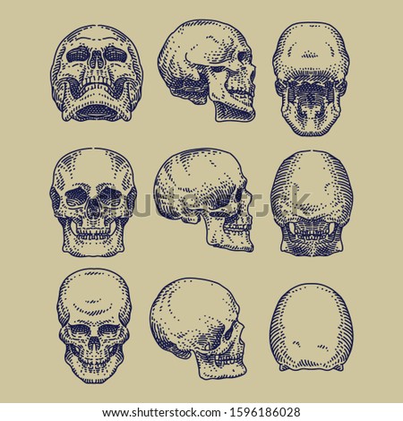 Hand-drawn Skulls Anatomy Vector Set