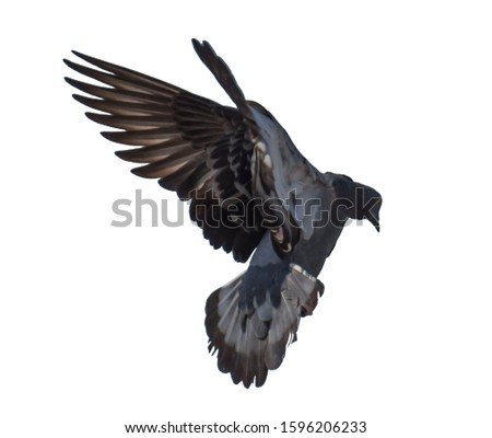 Free flying pigeons on white background pictures