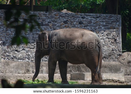 an elephant is relaxing sunbathing