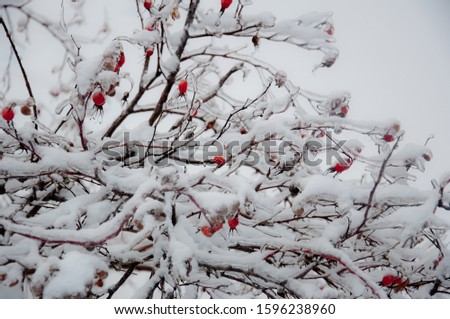 Winter wonderland: Hibiscus branches covered with snow