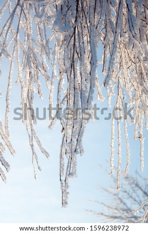 Winter wonderland: Tree branches covered with snow