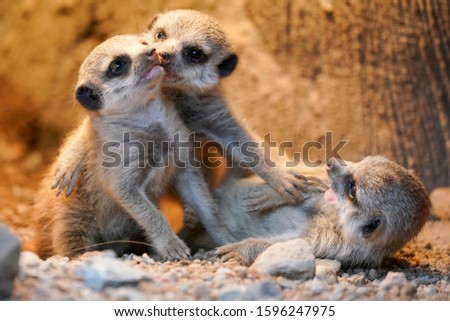 meerkat (Suricata suricatta), young animals, 