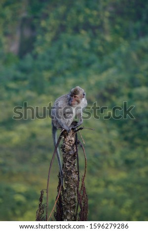 long-tailed macaque in Galunggung Mountain