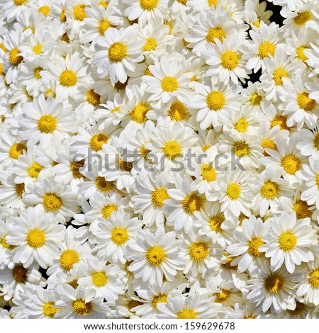 Pot of daisies 
