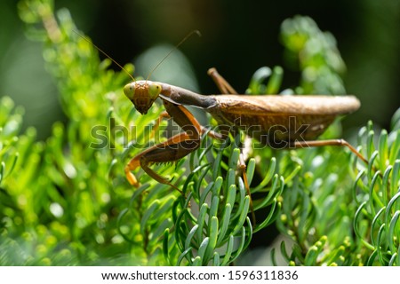 Macro of female European Mantis or Praying Mantis in natural habitat. It looking at camera and sits on branches of Abies koreana Silberlocke. Mantis Religiosa is state symbol of Connecticut