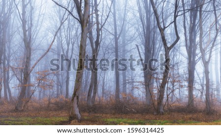 Dreamy forest on a foggy morning during winter time, colorful winter forest with bare branches