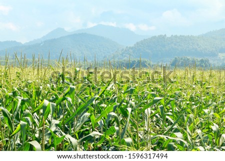 Cornfield in the valley On the day that the weather is covered with fog
