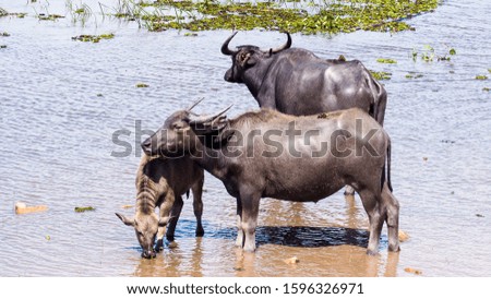 Family animal with water buffalo standing in sea, pet of farmer at Phatthalung in thailand.
