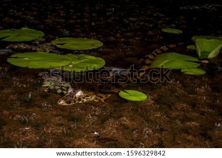 Caiman photographed in Linhares, Espirito Santo. Southeast of Brazil. Atlantic Forest Biome. Picture made in 2015.