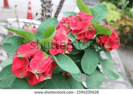 Euphorbia milli/ It is refreshing, relaxing time we looked.