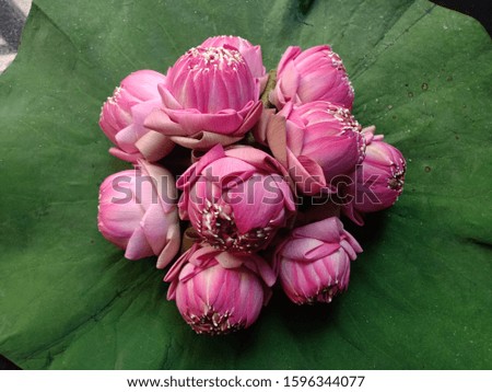 Lotus flowers for worshiping the red lotus flowers