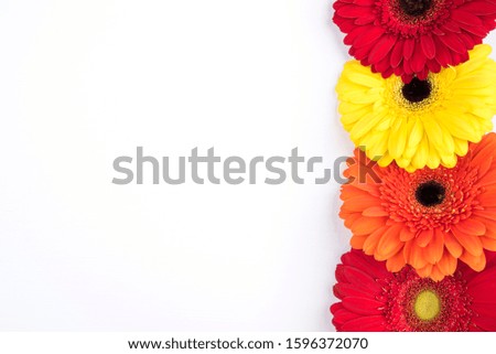 Beautiful floral background of gerbera flowers. Flat lay, top view. Floral pattern. Copy space for text.