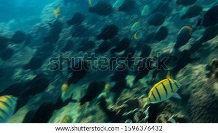 Underwater photo .School of fish in the tropical sea on coral . Blue clear water. Corals of all shapes and colors. Lots of fish, sea animals. Andaman Sea of the Indian Ocean. Similan Islands, Thailand