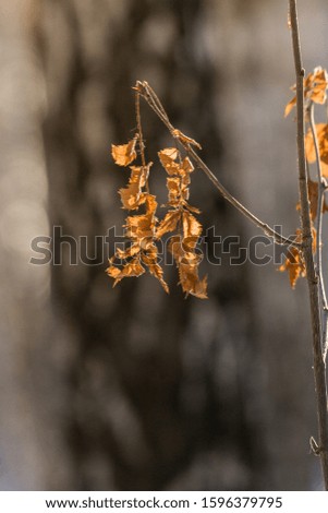 Yellow dry leaves close-up on natural forest background. symbol of autumn. paints of the autumn wood. last leaflets remaining on a tree branch.