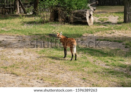 Maned Wolf Looking for Food in Parkland