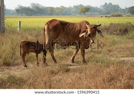 Cows graze in the fields