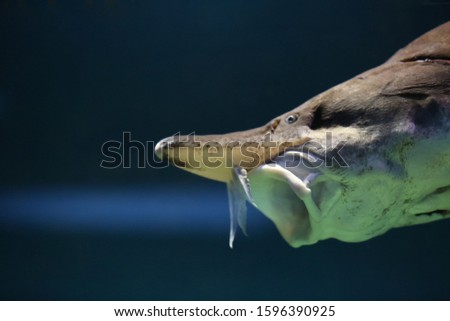 Sturgeon fish swim at the bottom of the aquarium. The fish opened its mouth.