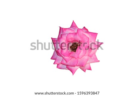 Pink rose on a white background.Make clipping path